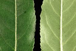 Salix triandra subsp. triandra. Upper (left) and lower leaf surfaces. Image: D. Glenny © Landcare Research 2020 CC BY 4.0